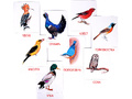 Дидактические карточки "Птицы наших лесов"
